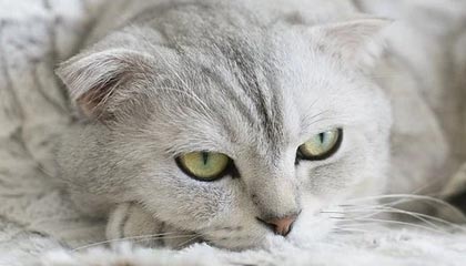 腾讯申请基于区块链的交易处理方法及装置、设备、介质专利，提升了处理处理效率